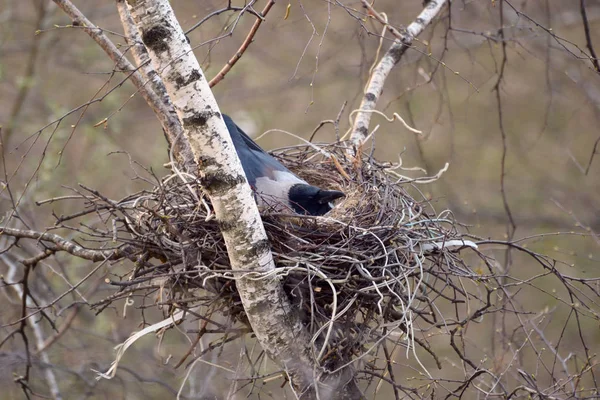 Crow on the nest