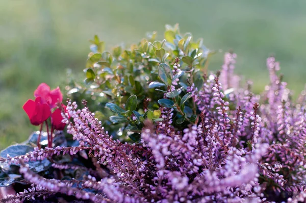 Erica plants, winter flowers in pink and purple close up. Symbol of the cold time and holidays.