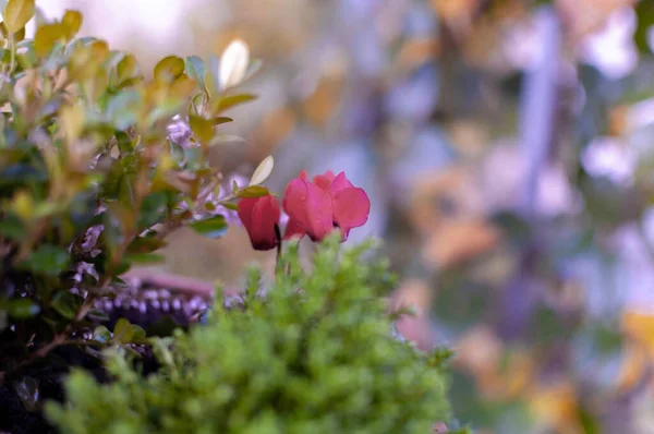 Plantas de Erica, flores de invierno en rosa y púrpura de cerca. Símbolo del tiempo frío y días festivos . — Foto de Stock