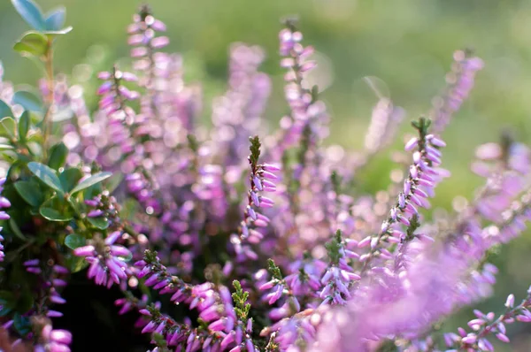 Erica plantes, fleurs d'hiver en rose et violet gros plan. Symbole du froid et des vacances . — Photo