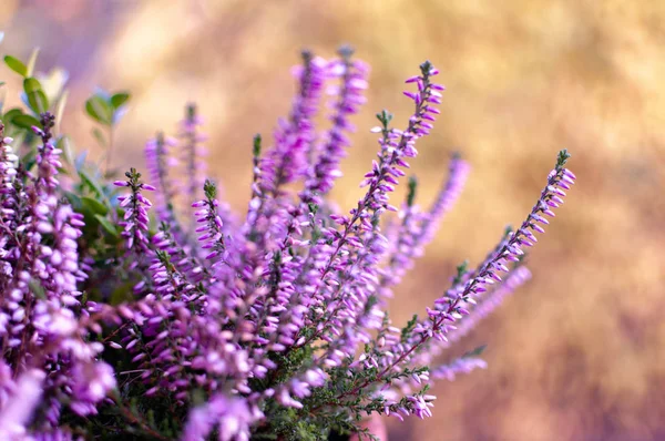 Erica plantes, fleurs d'hiver en rose et violet gros plan. Symbole du froid et des vacances . — Photo