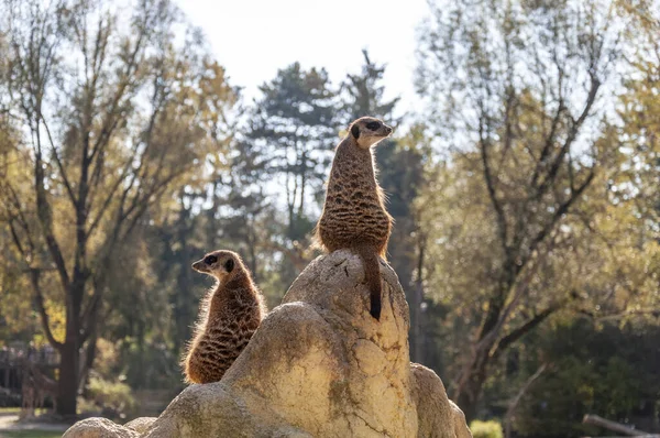 Dois meerkats engraçados de pé sobre uma rocha e olhando em dois lados diferentes — Fotografia de Stock