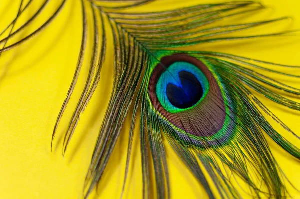 Peacockovo pírko na žlutém pozadí, zblízka. Trend jasných barev. Mezera pro text — Stock fotografie