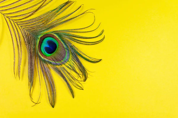 Peacockovo pírko na žlutém pozadí, výhled shora, ploché. Trend jasných barev. Mezera pro text — Stock fotografie