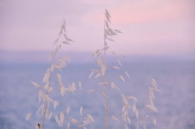 Bahar ya da yaz mevsimlik çiçekler, açık denizde açan çiçekler. Rüya gibi manzara..
