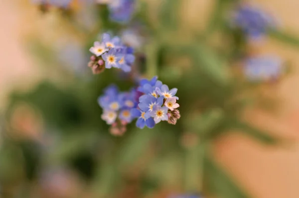 Frühling oder Sommer saisonal kleine blaue Blüten, die im Freien blühen — Stockfoto