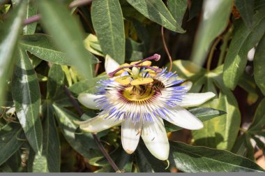 Bahar ya da yaz mevsimlik çiçekler, açık havada açan