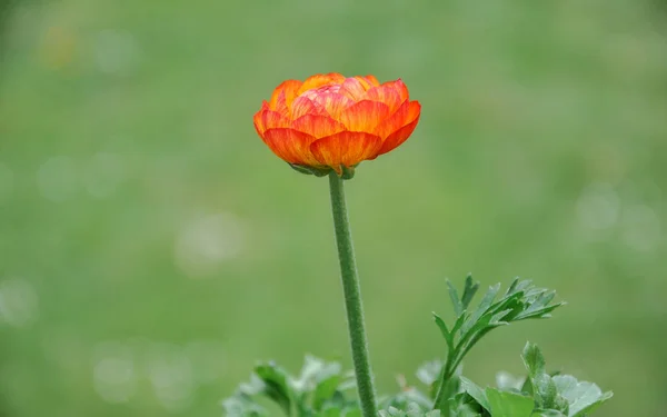 Bahar ya da yaz mevsimsel ranunculus çiçekleri, açık havada çiçek açarlar.