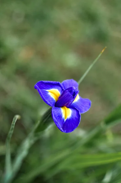 Primavera ou verão sazonal azul flores da íris, florescendo ao ar livre — Fotografia de Stock