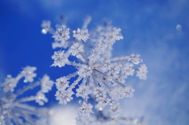 buz sarkıtları ile çimen. 