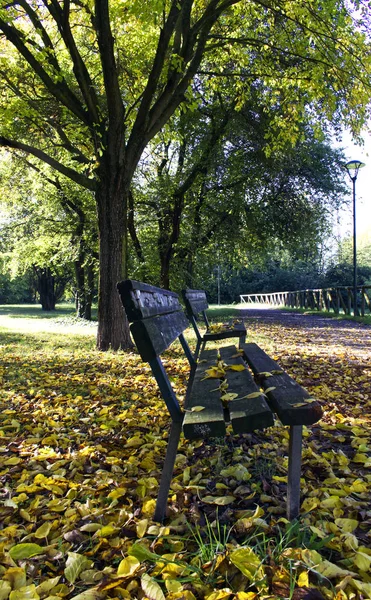 Otoño Parque Bolonia Italia Los Colores Del Otoño Hojas Amarillas —  Fotos de Stock