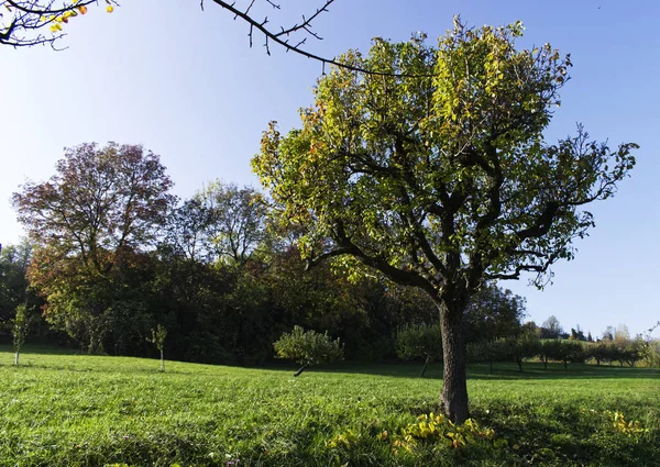 Uitzicht Een Italiaans Stadspark Herfst — Stockfoto