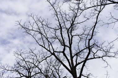 Sonbaharda ağaçların kuru dalları, berrak arkaplan