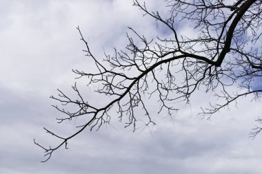 Sonbaharda ağaçların kuru dalları, berrak arkaplan