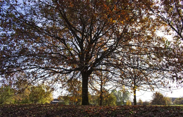 Cores Outono Folhas Parque Outono — Fotografia de Stock