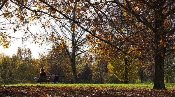 Los Colores Del Otoño Las Hojas Parque Otoño —  Fotos de Stock