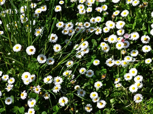 Beautiful Flowers Blooming City Park — Stock Photo, Image