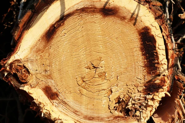 Kesilmiş ağaç gövdeleri yığını