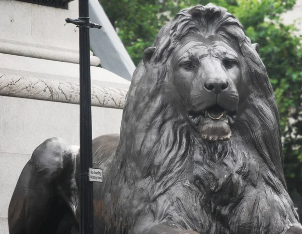 Londres Angleterre Août 2014 Statue Lion Trafalgar Square — Photo