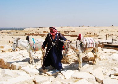 Kahire / Mısır - 7 Mayıs 2008: Adam Kahire 'de turist donkyes taşıyor. 