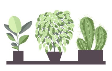 Saksıda ev bitkileri. Ev içi bitkiler seti. Çiçek çizimleri. Sulu bitkiler ve ev bitkileri. Düz biçim vektörü.