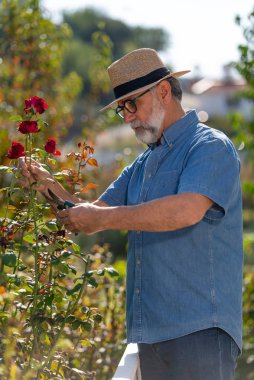 Olgun bahçıvan gülleri keser. Erkek bahçıvan güzel güllerle ilgileniyor..