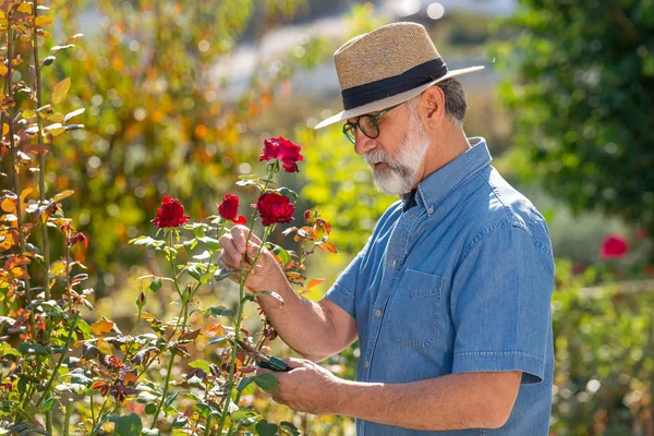 Mature gardener cuts roses. Man gardener taking care of beautiful roses.