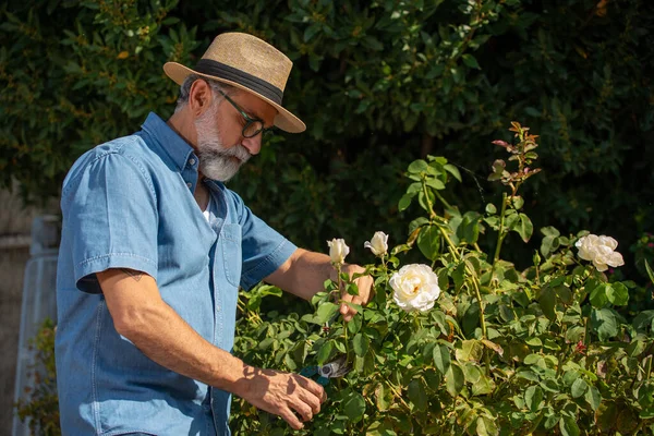 Mature gardener cuts roses. Man gardener taking care of beautiful roses.
