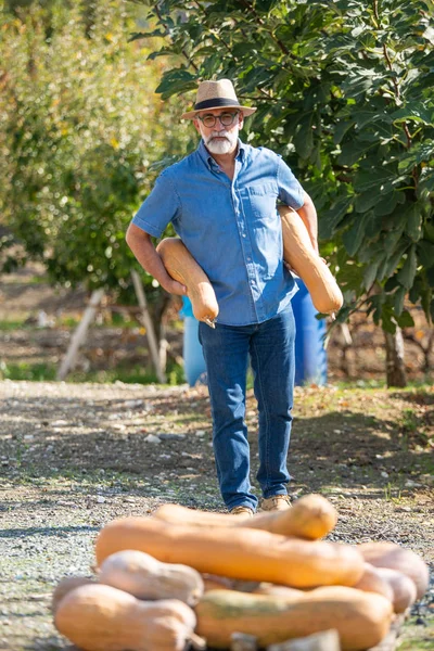 Man harvests big pumpkin from patch. Crossed, garden. Man harvests big pumpkin from patch. Fresh apples harvest. Seasonal activity hobby