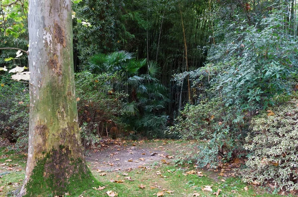 Forest trail in autumn forest