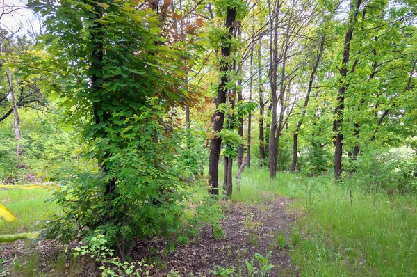 Deciduous forest. Forest trail in the forest