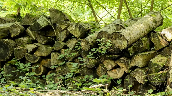 Wood piled in the woods on the wonder trail, Canton Ticino