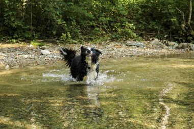 Sınır çobanı nehirde sallanıyor harikalar, hayvanlar ve doğa yolunda.