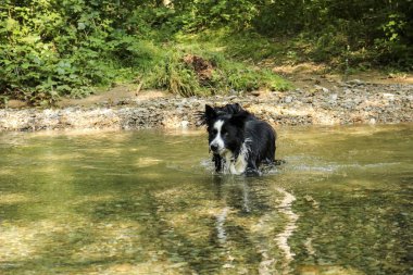 Nehirde oynayan çoban köpeği harikalar, hayvanlar ve doğa yolunda