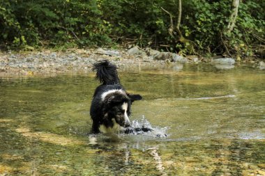 Nehirde oynayan çoban köpeği harikalar, hayvanlar ve doğa yolunda