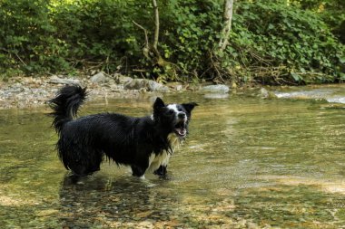 Nehirde oynayan çoban köpeği harikalar, hayvanlar ve doğa yolunda