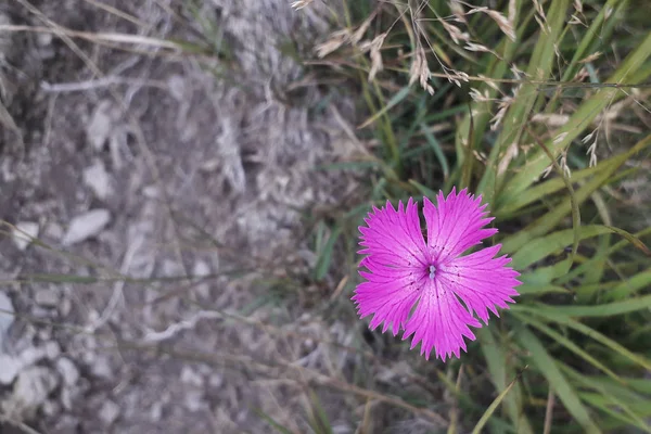 Close up of a beautiful pink mountain flower