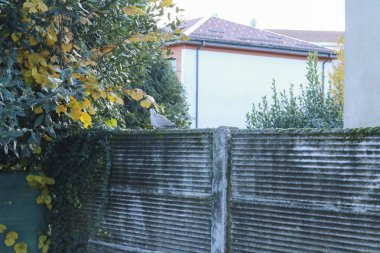 Bahçedeki duvardaki gri güvercin, hayvanlar ve doğa