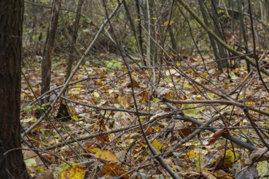 Sonbaharda, mevsimlerde ve doğada orman renklerinin farklı tonları