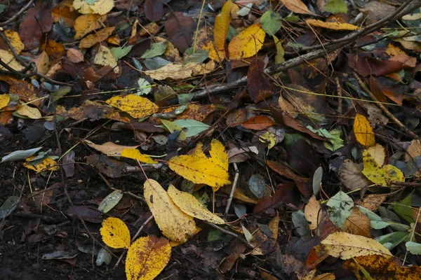 Closeup of the leaves and the different shades of colors of the forest in autumn, seasons and nature