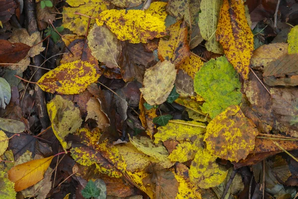 Closeup of the leaves and the different shades of colors of the forest in autumn, seasons and nature