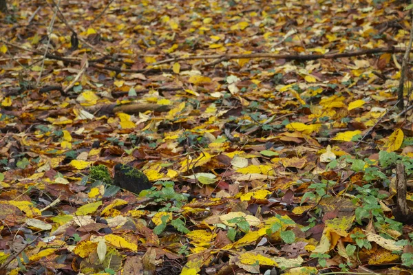 Las Hojas Los Diferentes Tonos Colores Del Bosque Otoño Estaciones — Foto de Stock