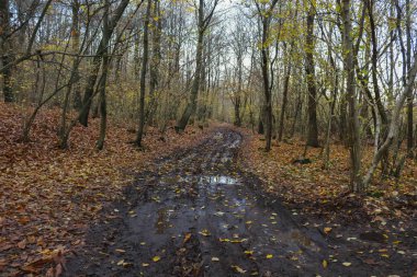 Ormanda bir patika Sonbaharda, mevsimlerde ve doğada farklı renkler