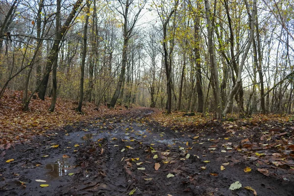 A path in the woods and the different shades of colors in autumn, seasons and nature