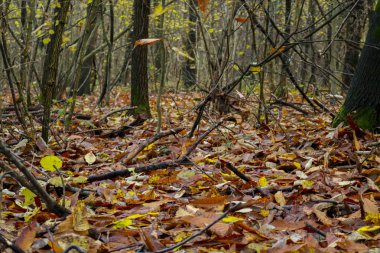 Sonbaharda, mevsimlerde ve doğada orman renklerinin farklı tonları