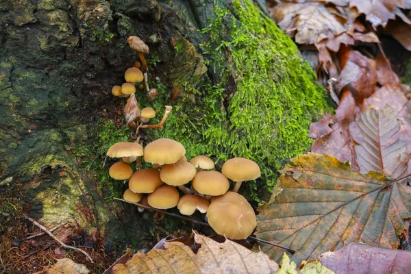 Close Mushrooms Moss Different Shades Colors Forest Autumn Seasons Nature — Stock Photo, Image