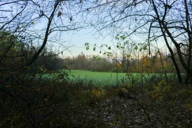Sonbaharda, mevsimlerde ve doğada yeşil çimenler ve orman renklerinin farklı tonları.