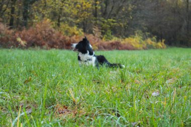 Sınır çobanı yeşil bir çayırda uzanıyor, hayvanlar ve doğa.