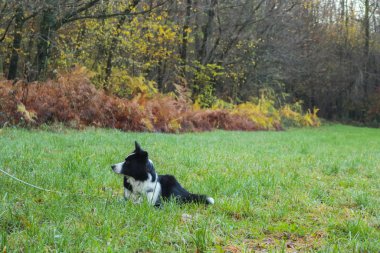 Sınır çobanı yeşil bir çayırda uzanıyor, hayvanlar ve doğa.