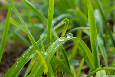 Yeşil bir çayır, mevsimler ve doğa üzerinde çimen yaprakları üzerindeki çiğ damlacıkları yakın çekim